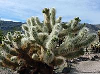 joshua tree national park (20).JPG